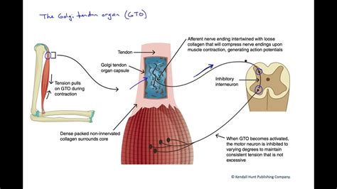 The Golgi Tendon Organ YouTube