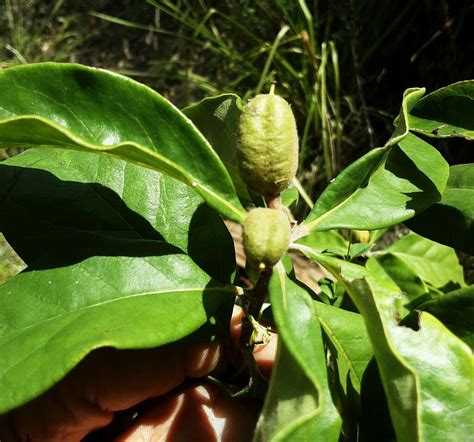 Rough Fruited Pittosporum From Wollemi National Park Glen Davis Nsw