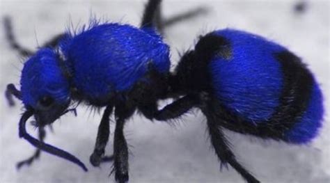 Top 10 Amazing And Unusual Ants