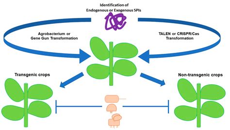 Ijms Free Full Text Plant Serine Protease Inhibitors Biotechnology