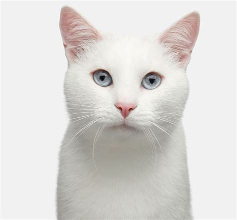 Gato Blanco, significado, razás mas comunes y otras curiosidades