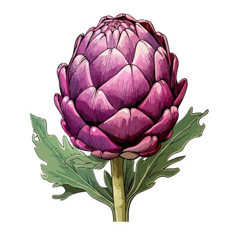 Premium Vector Vector Artichoke Hand Drawn Pretty Color Vector