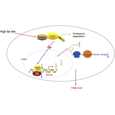 HFD Induced TRAF6 Upregulation Promotes Liver Cholesterol Accumulation