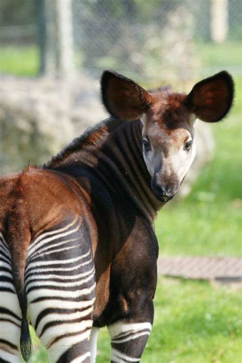 Tem riscas mas não é zebra E agora nasceu mais um Observador