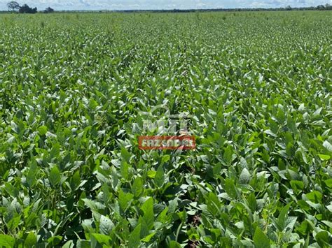 Mil Fazendas Fazenda Agrícola Centro Tocantins 231 Alqueires 16 km