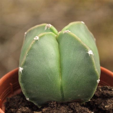 Astrophytum Myriostigma Quadricostatum Nudum En Vente Sur France Cactus