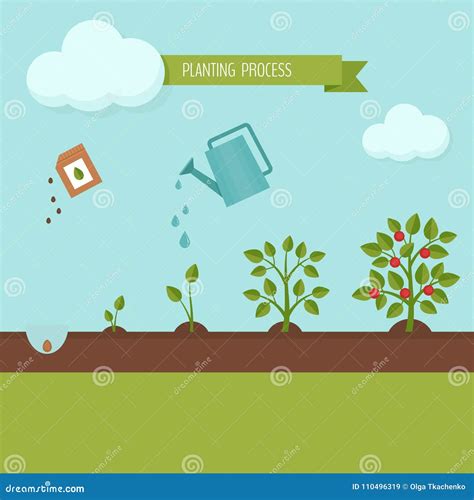 Planting Process Infographic Growth Stages Stock Vector Illustration Of Flat Plant 110496319