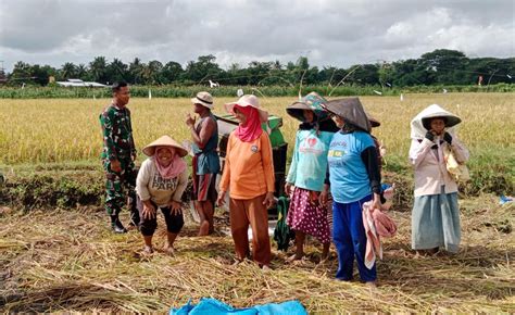 Sukseskan Program Swasembada Pangan Babinsa Sembulung Dampingi Petani