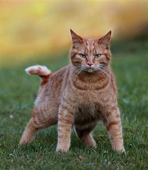 Котики правят интернетом | Рыжие полосатые кошки, Оранжевые кошки ...
