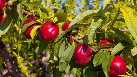 Gu A Completa Del Cultivo De Nectarina Agrom Tica