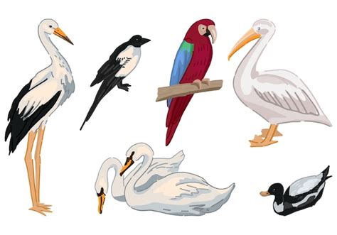 Premium Vector Birds Doodles Set Collection Of Stork Magpie Swans