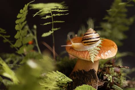 Premium Photo Cute Snail With Striped Sits On The Top Of Big Boletus