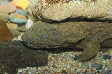 Hellbender Facts, Pictures & In-Depth Information: Endangered Amphibian