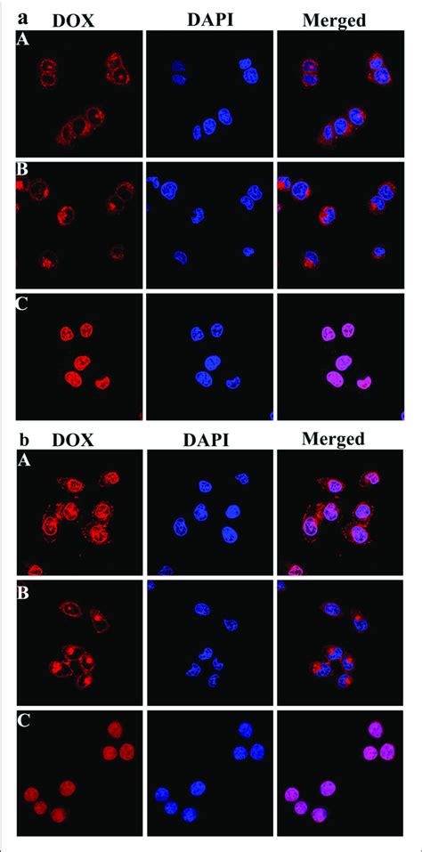 Representative Clsm Images Of Hepg Cells Incubated With Dox Loaded