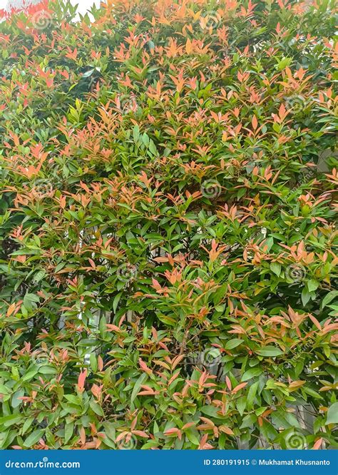 Syzygium Australe Tree In Morning Sunlight Syzygium Australe With