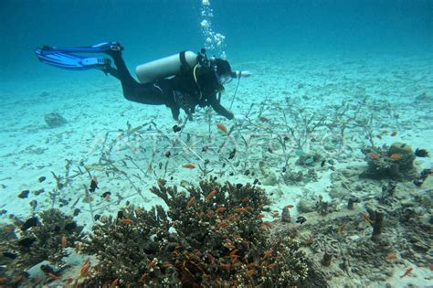 Transplantasi Terumbu Karang Bersama ANTARA ANTARA Foto