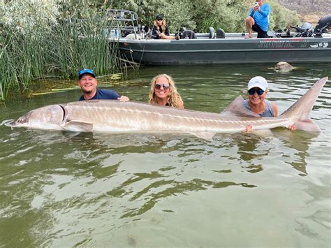 Record White Sturgeon Caught Released The Fishing Wire