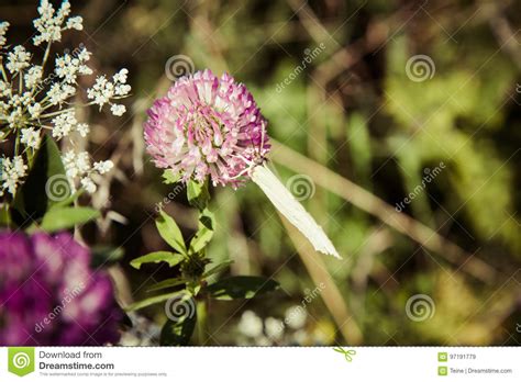 The Common Brimstone Butterfly Stock Image Image Of Nature Meadow