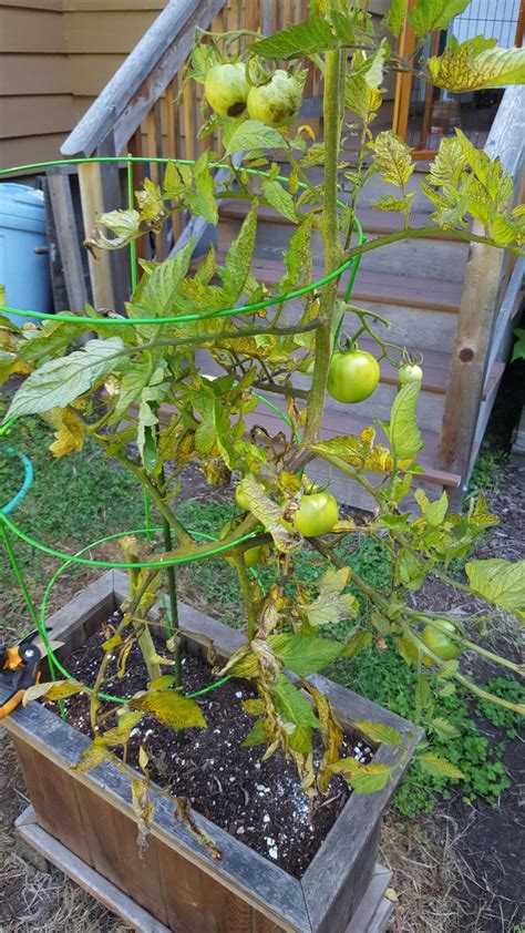 Tomato fungus among us! in the Pacific Northwest Gardening forum - Garden.org