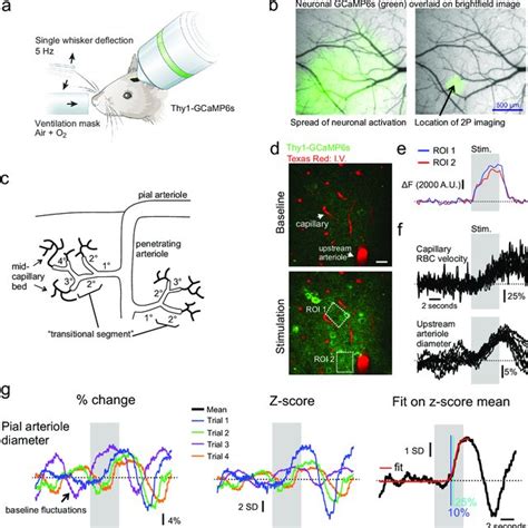 Imaging Neurovascular Coupling In Somatosensory Cortex To Single