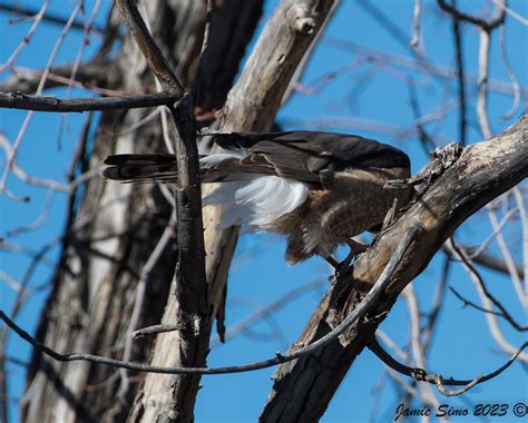 Cooper S Hawk Pair Mating Ironekilz Flickr