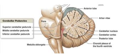 Cerebellum Flashcards Quizlet