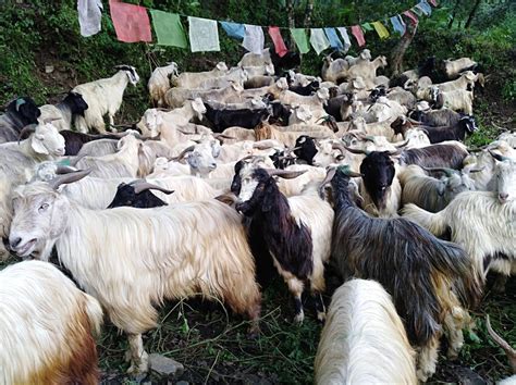 Herd Of Himalayan Goat Chyangra Download Scientific Diagram