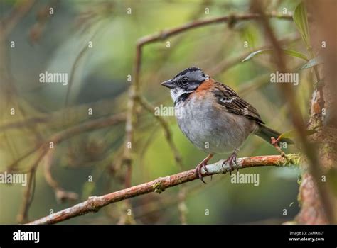 Rufous Collared Sparrow Zonotrichia Capensis Common Colored Sparrow