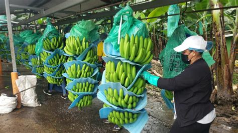 Se Perfila Como Un A O Complejo Para El Sector Bananero