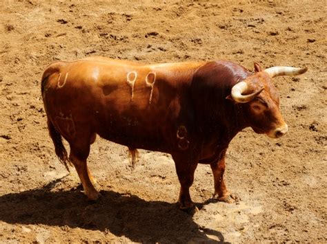 Sorteados Los Toros De Juan Pedro Domecq Y Parlad Toreteate