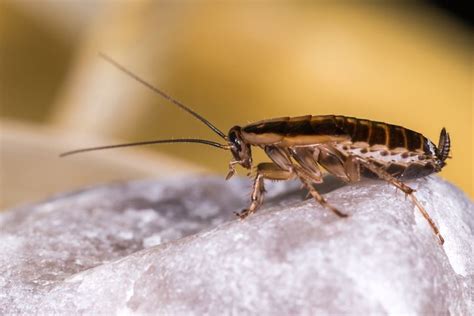 Why Do Roaches Infest Homes? - PestBear - PestBear's Blog