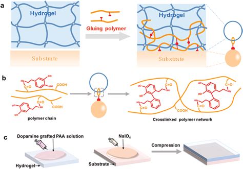 Principle Of The Universal Strategy For Hydrogel Adhesion A Schematic