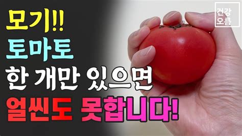 모기 토마토만 있으면 얼씬도 못합니다 간단한 방법으로 올 여름 살충제 없이 살아보아요~ Youtube