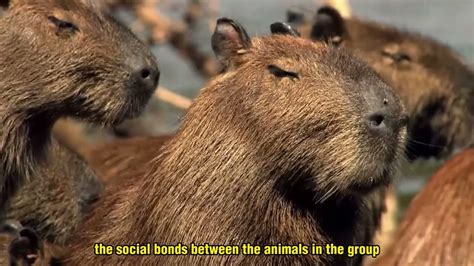 Capybara Mating Is Not So Peaceful Youtube