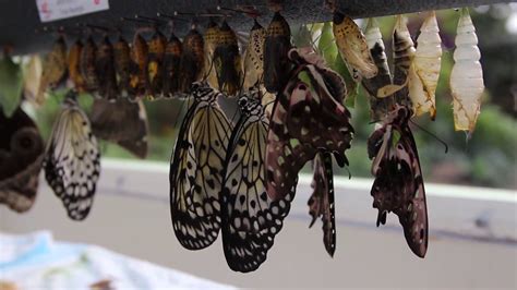 Butterflies Are Blooming The Journey At Meijer Gardens Youtube