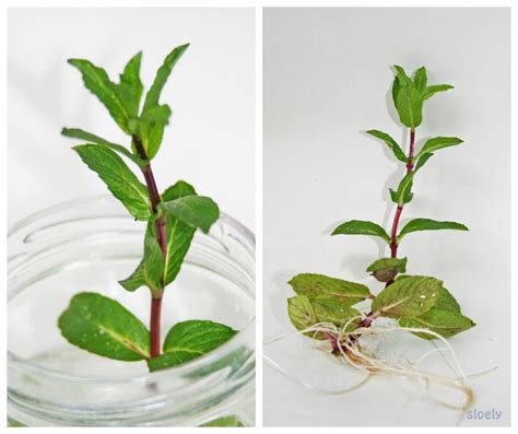 Growing Mint In Pots From Cuttings