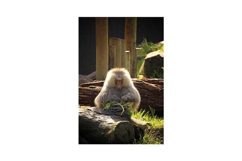 Hamadryas Baboon Alpha Male (569339)