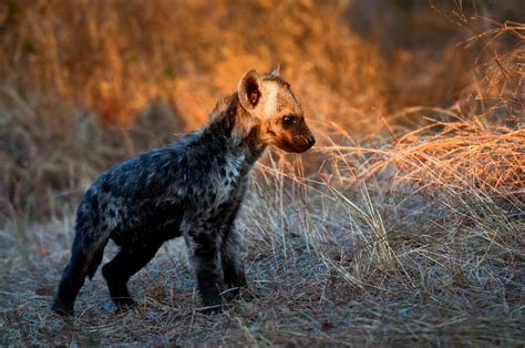 Free stock photo of adorable, animal, baby hyena