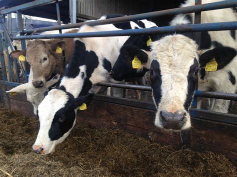 Feeding round Bales Silage how soon | The Farming Forum