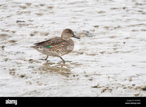 Female common teal hi-res stock photography and images - Alamy