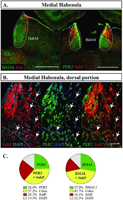 Distribution Of Proteins In The Medial Habenula A Outlines Of Download Scientific Diagram