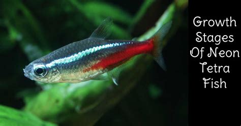 Neon Tetra Fish Growth Stages Explained Tetra Fish Care