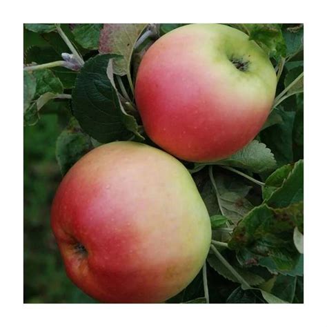 Shop Ft Malus Monarch Apple Tree In Stock Ready To Ship