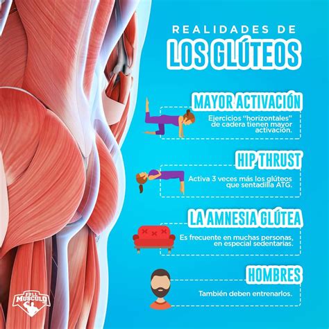 La realidad de los glúteos: Ejercicios horizontales tienen mayor ...