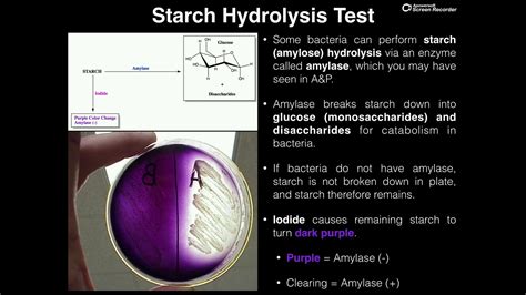 Lipid Hydrolysis Test Microbiology At William Jennings Blog