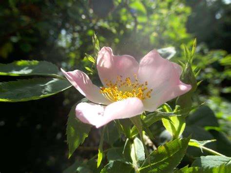 無料画像 自然 工場 葉 花弁 ローズ 植物学 庭園 フローラ ワイルドフラワー 低木 マクロ撮影 開花植物 バラの家族 陸上植物 4288x3216