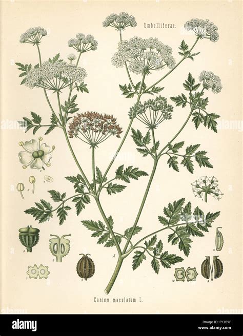 Poison Hemlock Conium Maculatum Chromolithograph After A Botanical