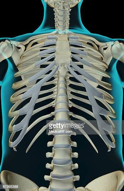 419 Trunk (Anatomy) Stock Photos, High-Res Pictures, and Images - Getty ...