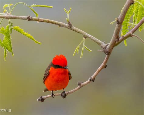 Vermilion Flycatcher Oro Valley Arizona Usa Aves De Colores Aves