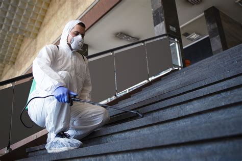 Qué se hace en una fumigación de termitas en Valencia Coandi